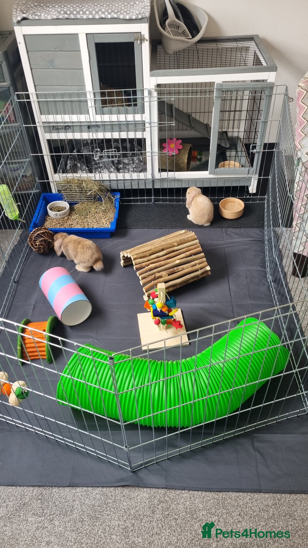 Mini Lop rabbits for sale: Two female mini lops for sale - Image 7