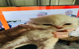 Persian cats for sale:  ⸻  ✨ Pedigree chinchilla Kittens  - Image 12