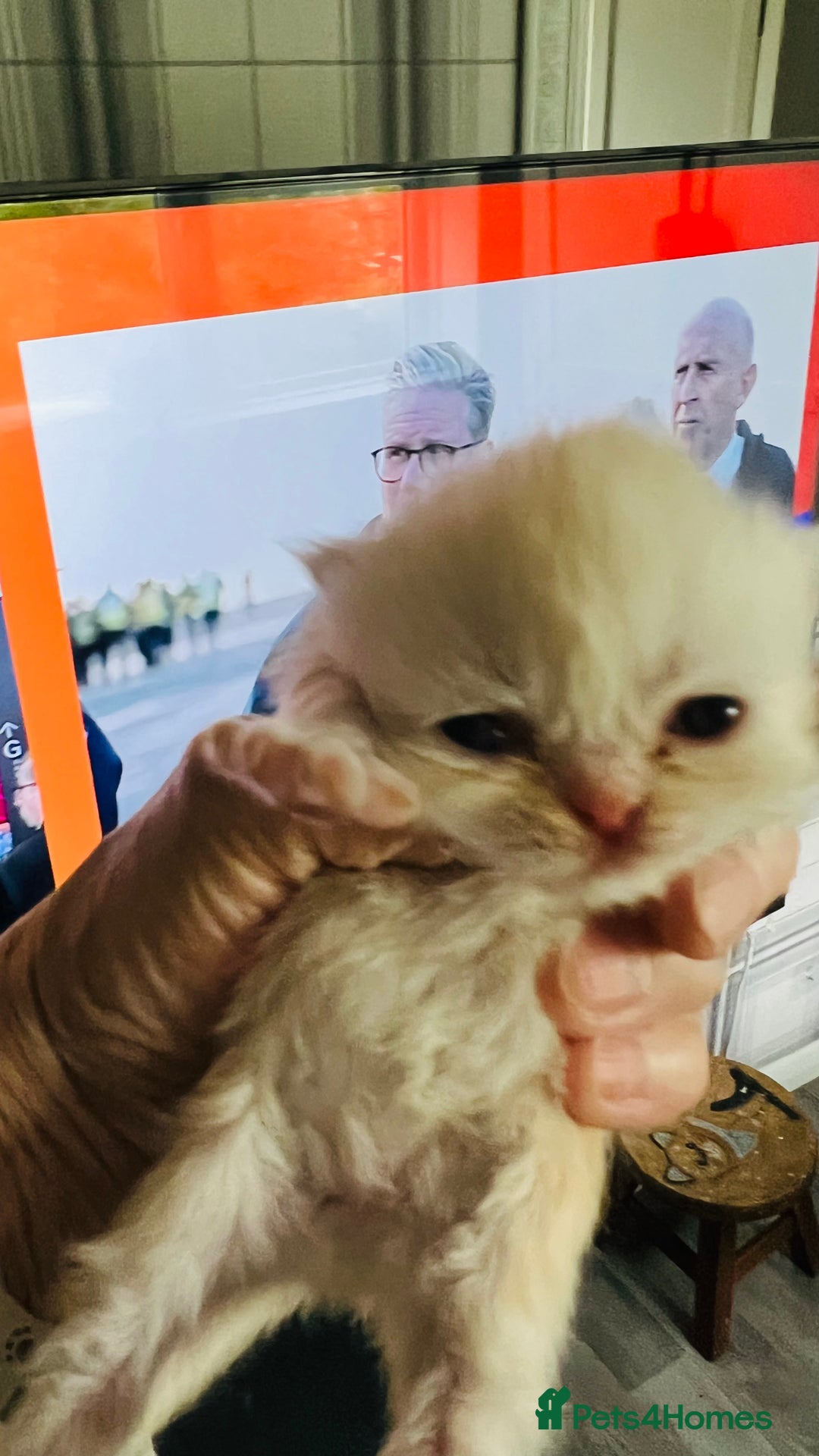 Persian cats for sale:  ⸻  ✨ Pedigree chinchilla Kittens  - Image 12