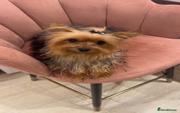 Yorkshire Terrier dogs for sale: Yorkshire terrier  **   - Advert 1