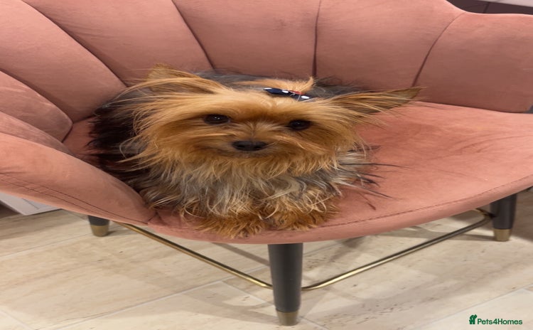 Yorkshire Terrier dogs Yorkshire terrier  **   - Advert 1