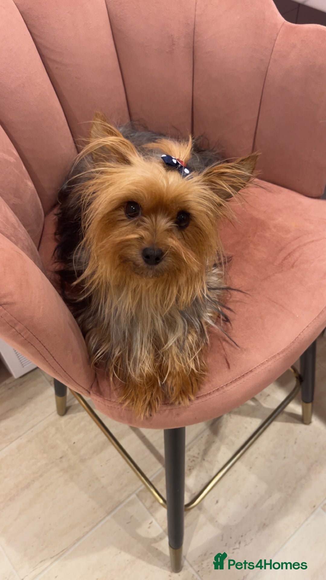 Yorkshire Terrier dogs for sale: Yorkshire terrier  **   - Advert 1