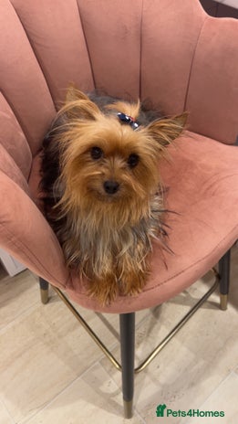 Yorkshire Terrier dogs Yorkshire terrier ** - Advert 1