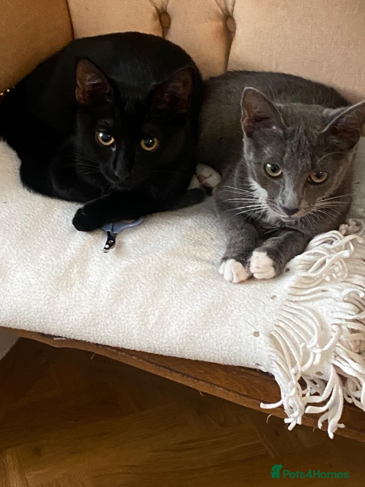 Mixed Breed cats 2 x kittens to be rehomed together. £100 for both. - Advert 2