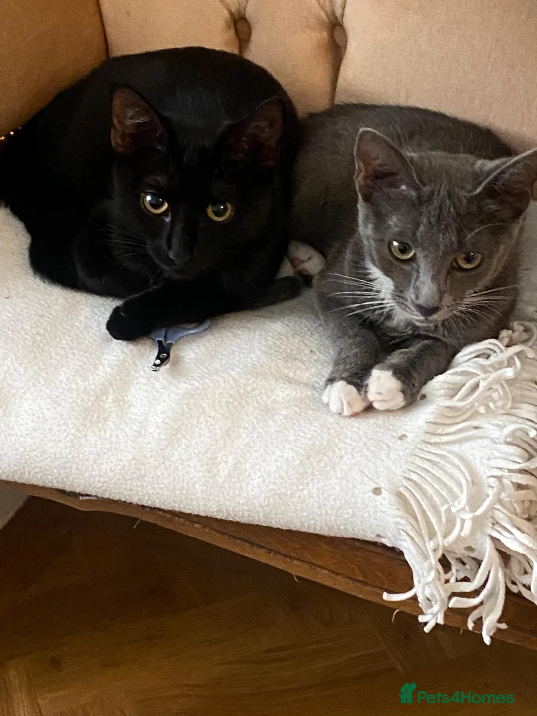 Mixed Breed cats for sale: 2 x kittens to be rehomed together. £100 for both. in Croydon - Advert 1