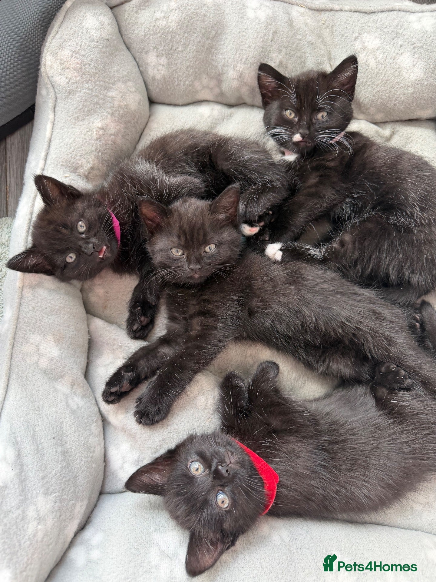 Persian cats Black miniature long haired Persian mixed kittens - Advert 16