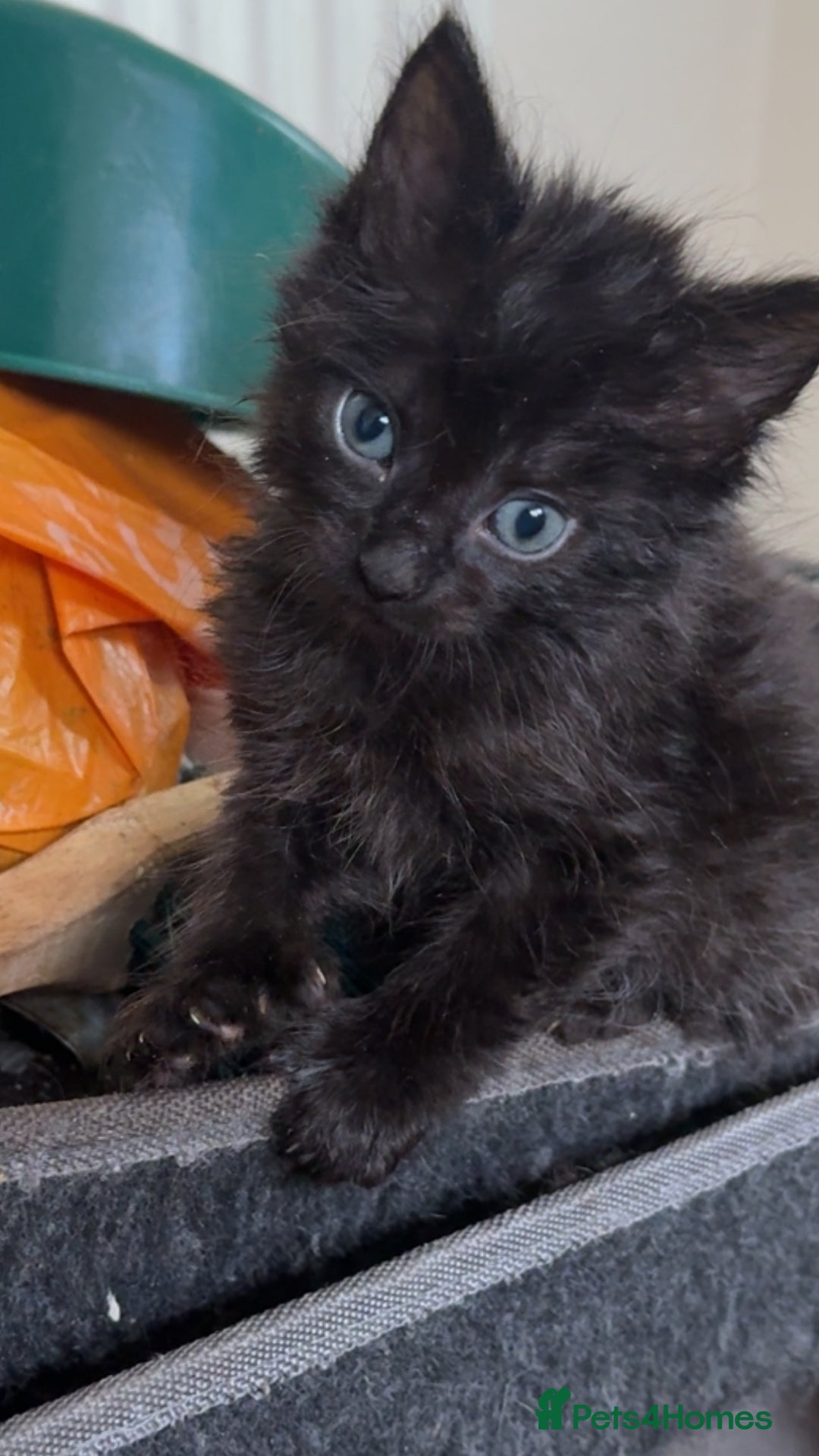 British Longhair cats for sale: Kittens  - Image 1