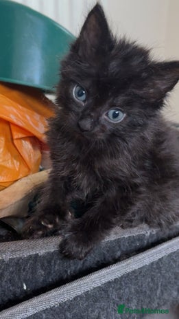 British Longhair cats - Advert 1