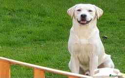 Labrador Retriever dogs for sale: Beautiful lab male - Image 5