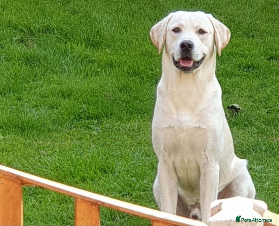 Labrador Retriever dogs for sale: Beautiful lab male - Image 5