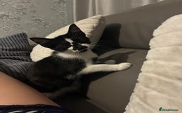 British Shorthair cats for sale: 5 month old kittens for sale £20 each  - Image 4