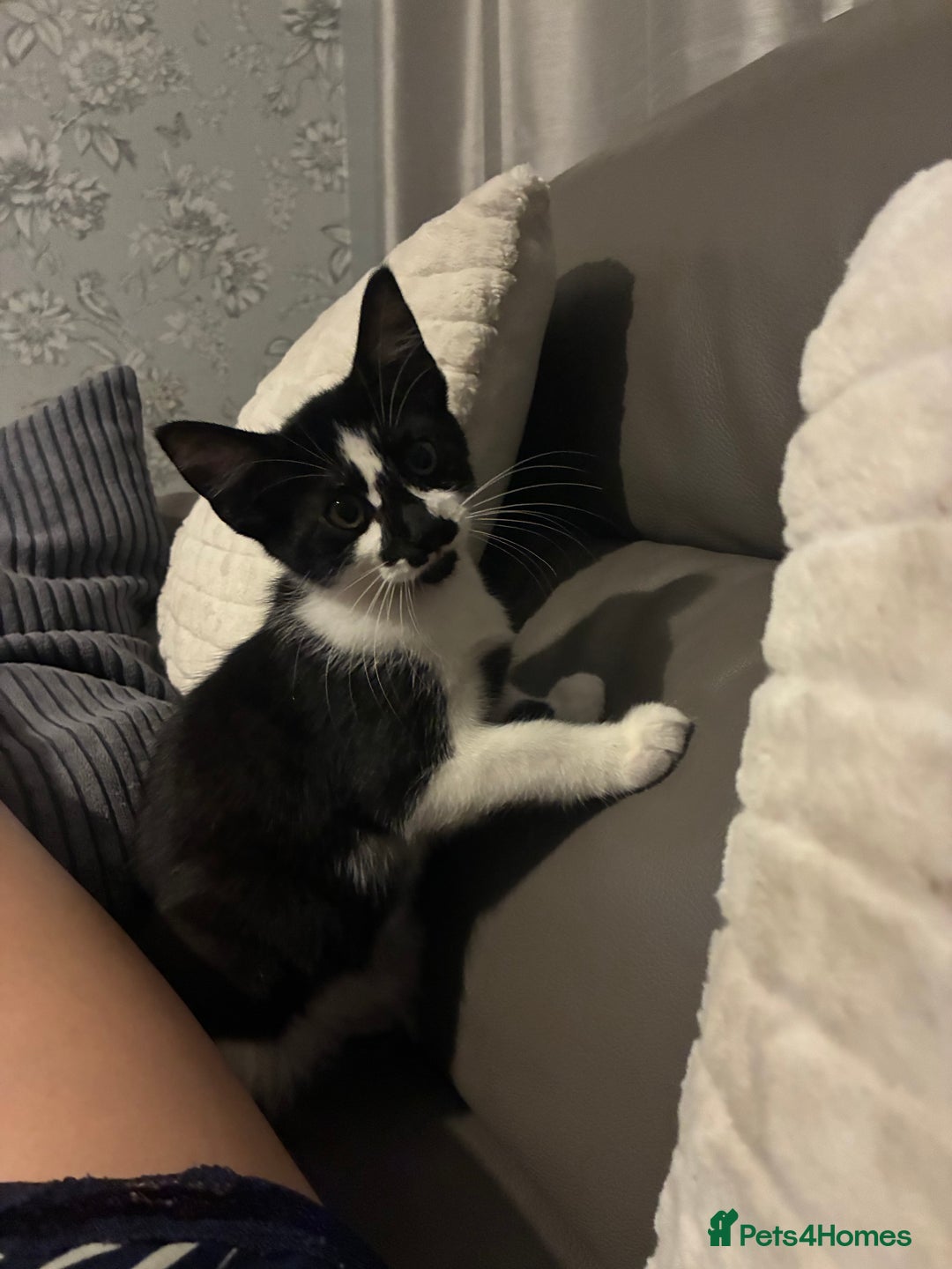 British Shorthair cats for sale: 5 month old kittens for sale £20 each  - Image 4
