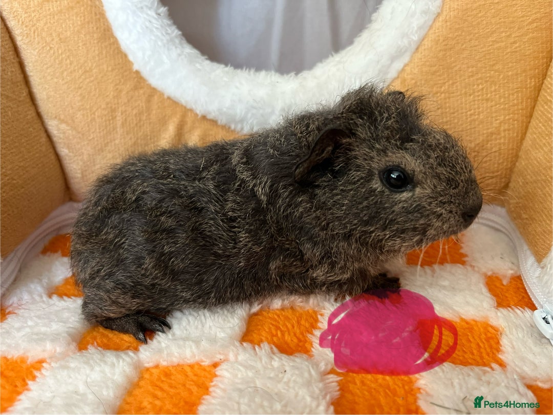 Guinea Pig rodents for sale: Female & Male Baby Guinea Pigs - Advert 4