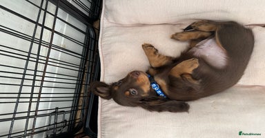 Dachshund dogs - Advert 14