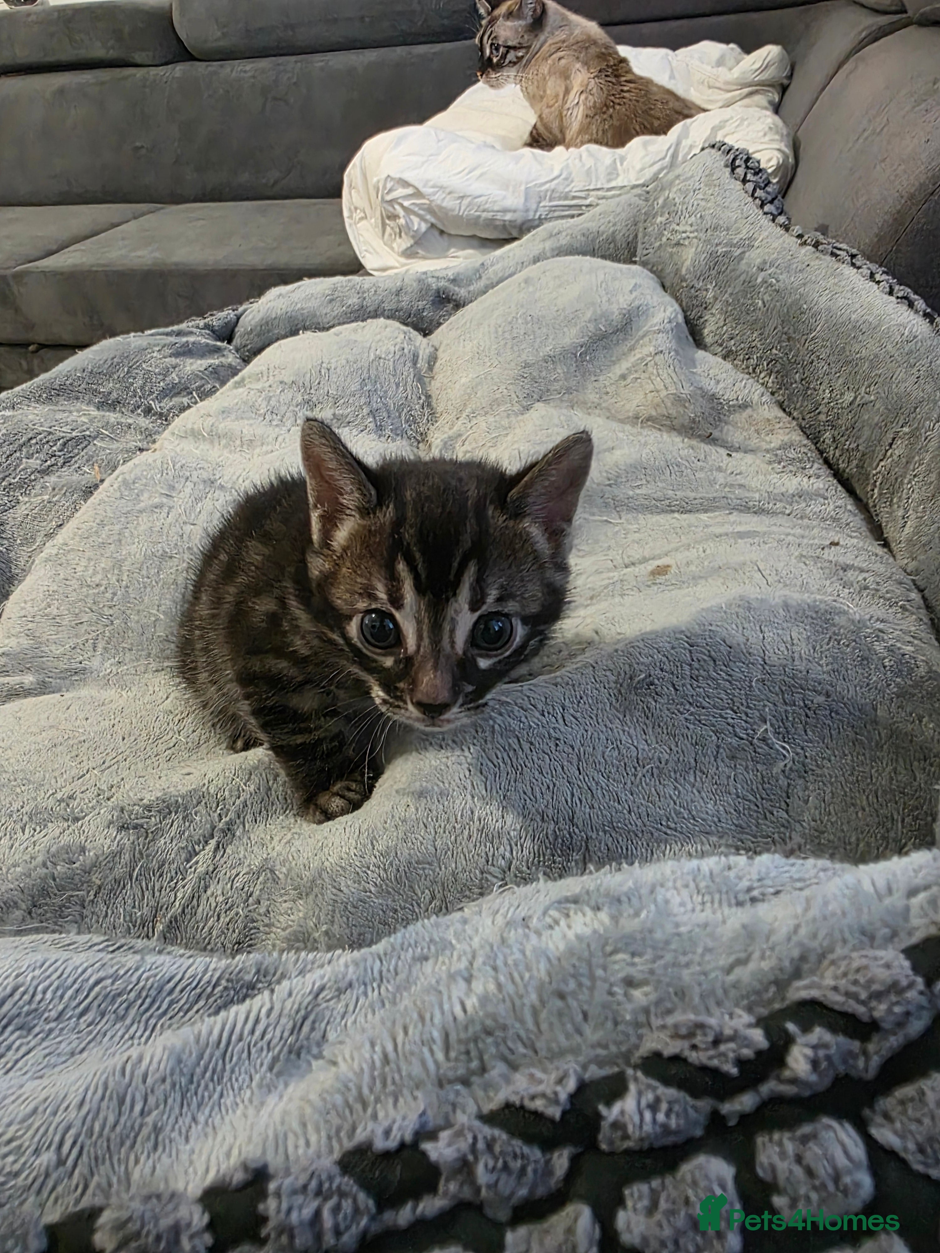 Bengal cats Double Charcoal DNA Tested Girl  - Advert 10