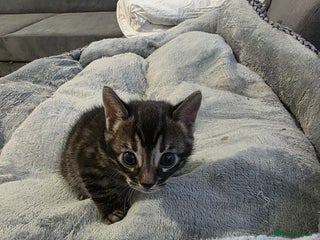 Bengal cats Double Charcoal DNA Tested Girl - Advert 1