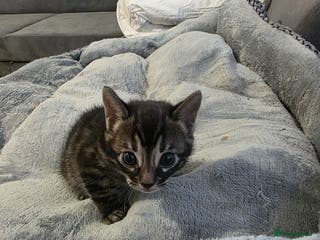 Bengal cats Double Charcoal DNA Tested Girl - Advert 16