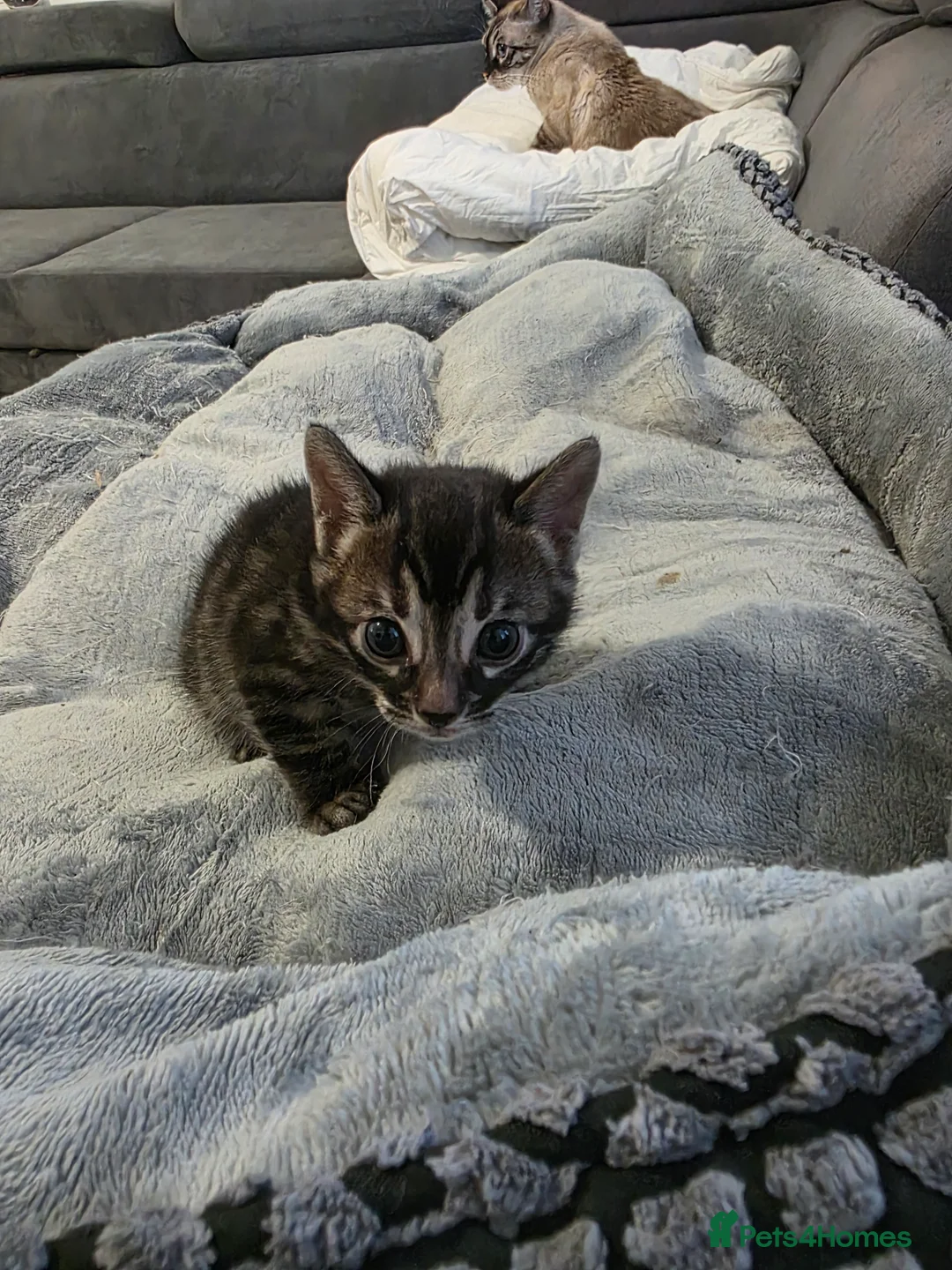 Bengal cats for sale: Double Charcoal DNA Tested Girl  - Advert 1