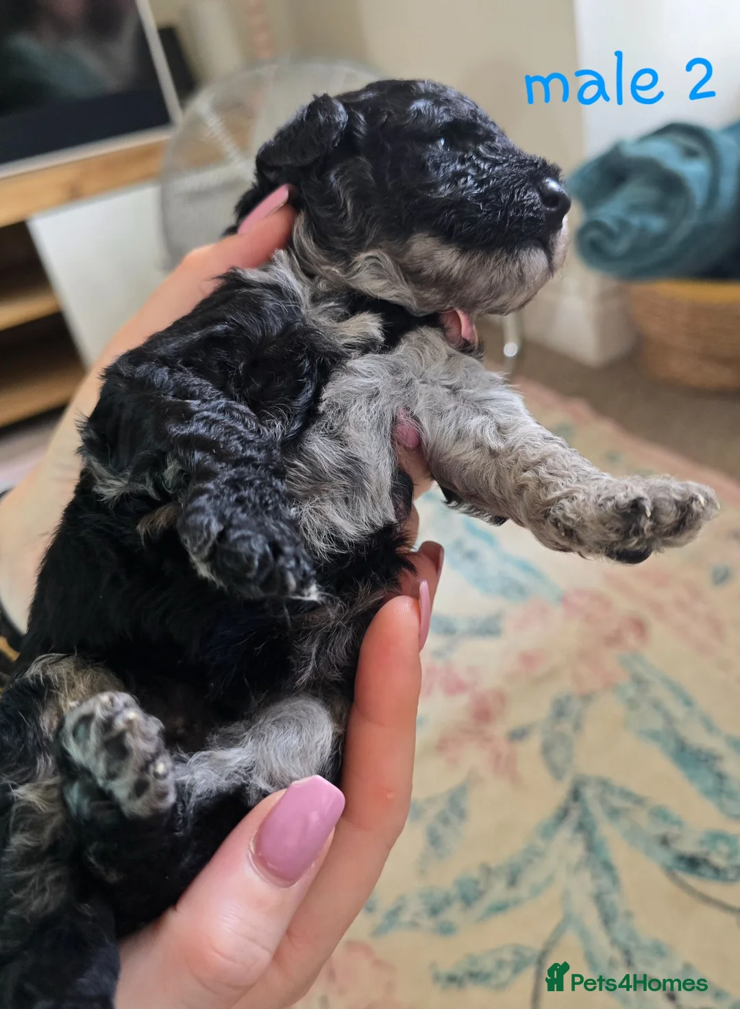 Miniature Poodle dogs for sale: Adorable mini poodles for sale £1500.  - Advert 2
