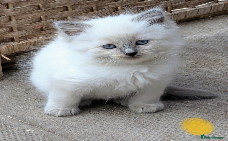 Ragdoll cats - Advert 4