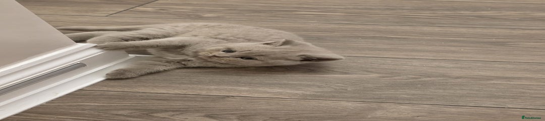 British Shorthair Kitten 1