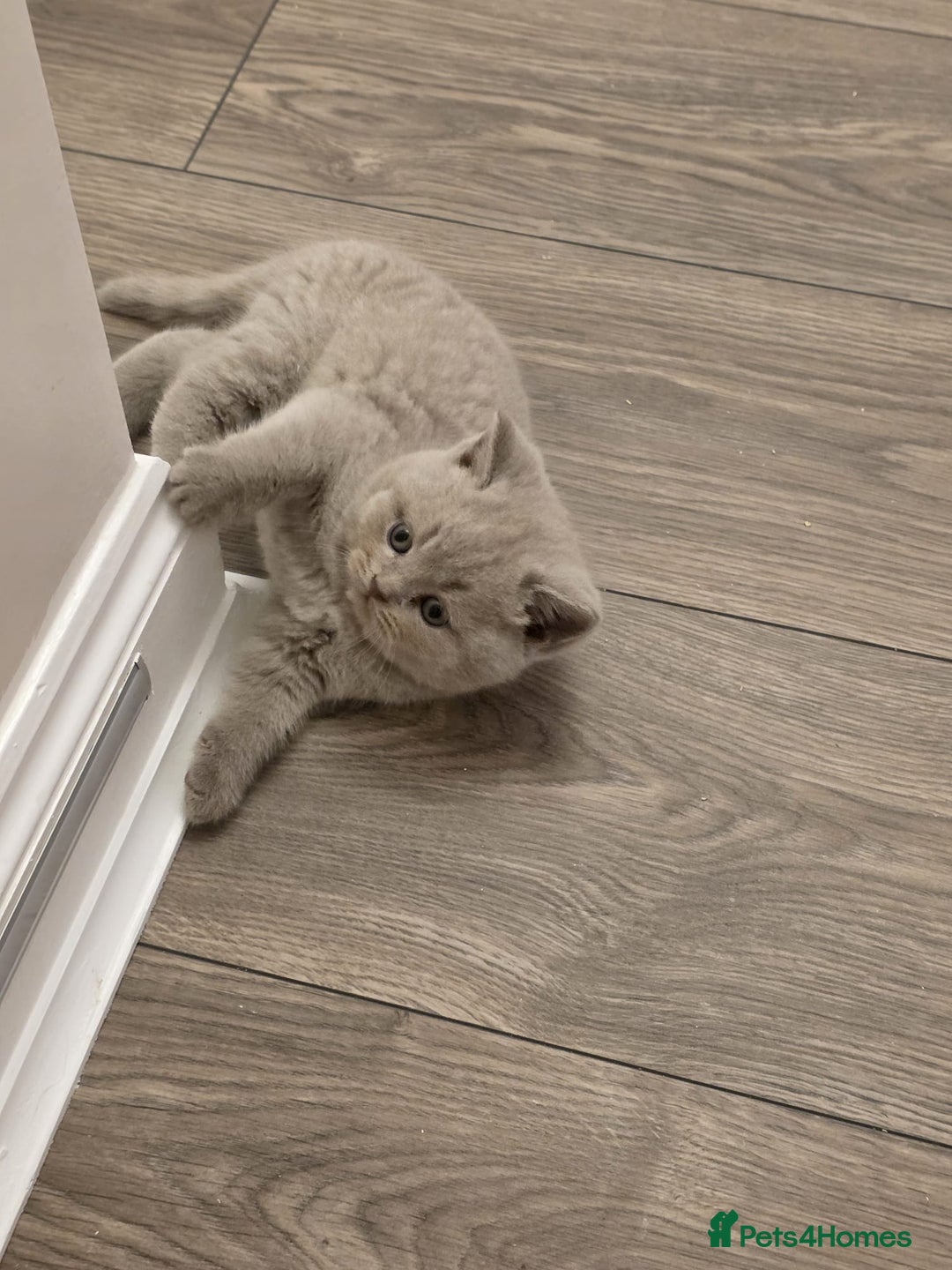 British Shorthair cats for sale: British shorthair - Advert 15