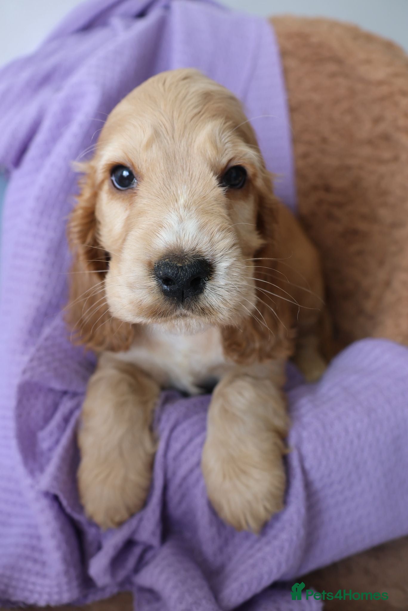 Cocker Spaniel dogs True Show Cocker Spaniels - Advert 1