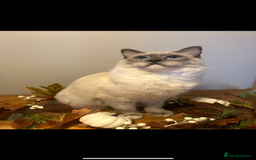 Ragdoll cats for sale: Beautiful litter of Ragdoll baby’s!  - Image 21