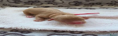 Woody (Red collar)