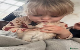 Maine Coon cats for sale: Half main coon kittens  - Image 17