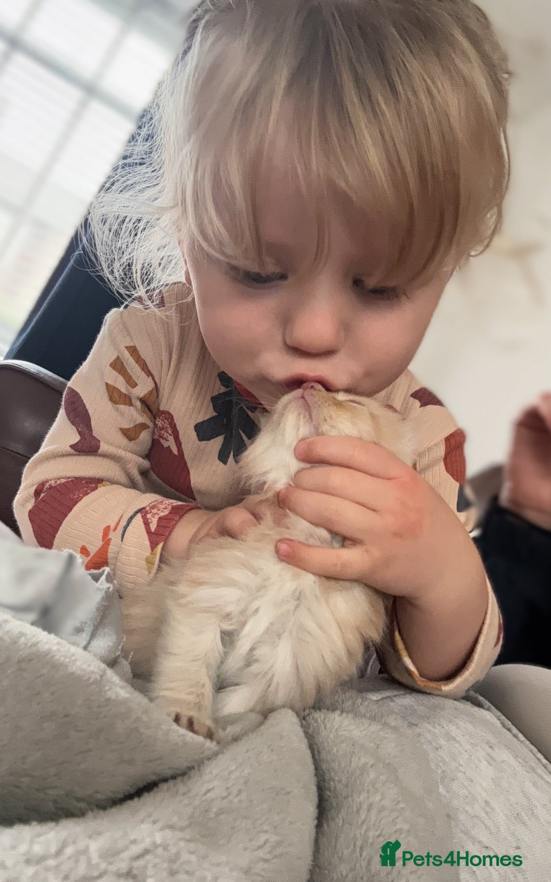 Maine Coon cats for sale: Half main coon kittens  - Image 17