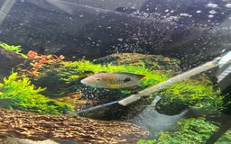 Cichlids fish for sale: Tropical fish  - Image 5