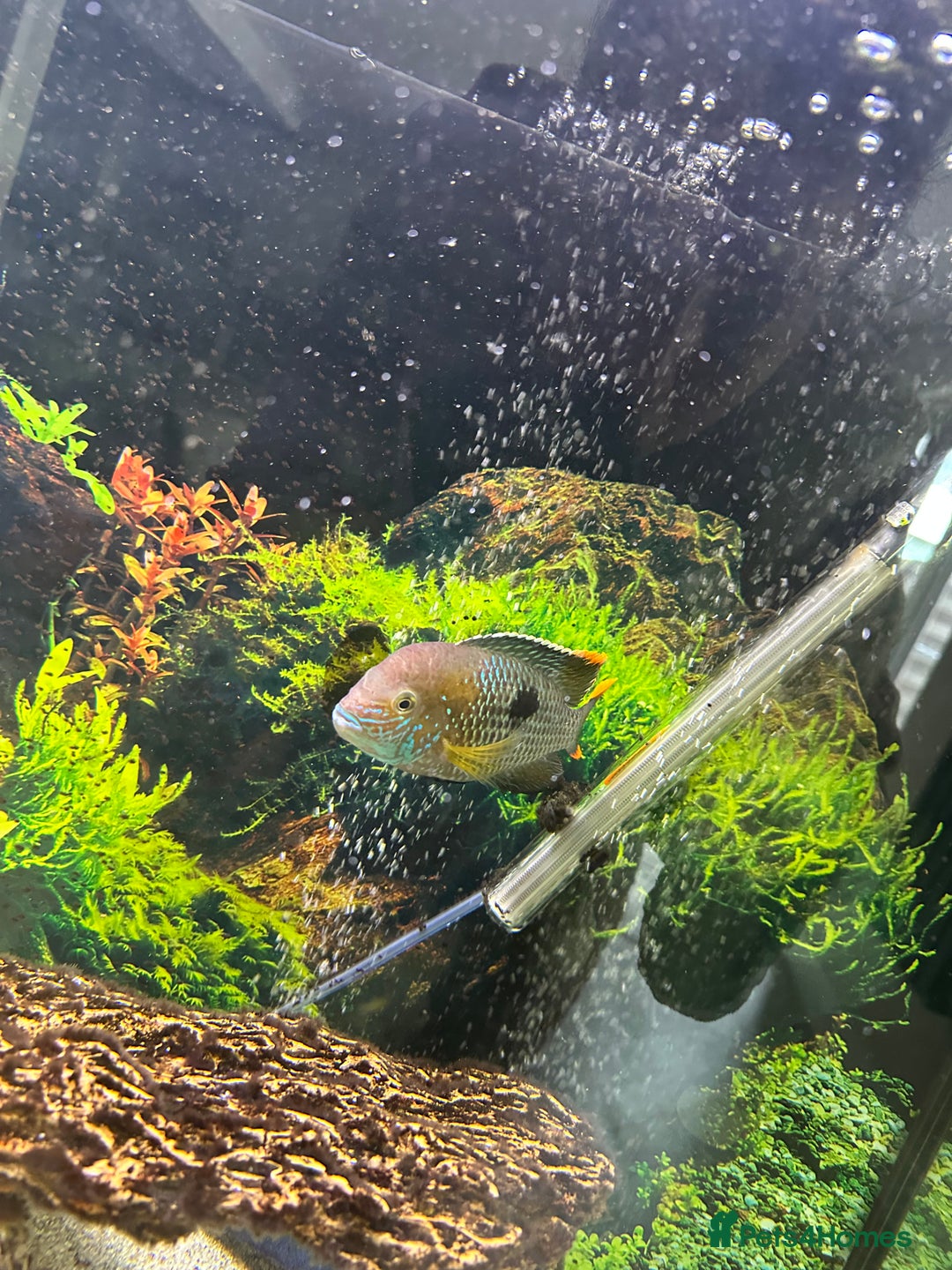Cichlids fish for sale: Tropical fish  - Image 5