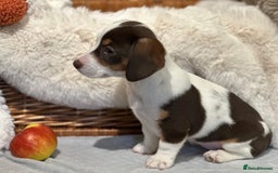Mixed Breed dogs for sale: Wonderful daxijacks !! 🐶 - Image 8