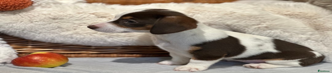 Mixed Breed Puppy 3