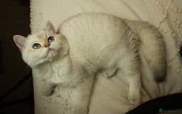 British Shorthair cats for sale: TICA British Shorthair Kittens Champion bloodline in Bedford - Image 15