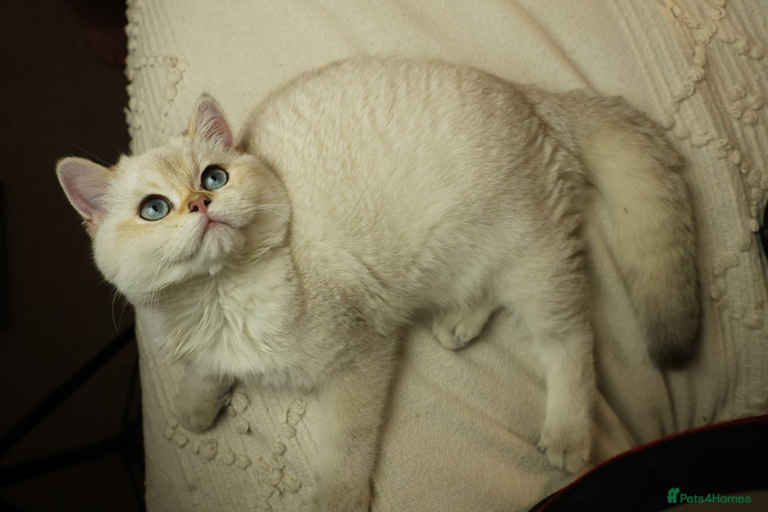 British Shorthair cats for sale: TICA British Shorthair Kittens Champion bloodline in Bedford - Image 15