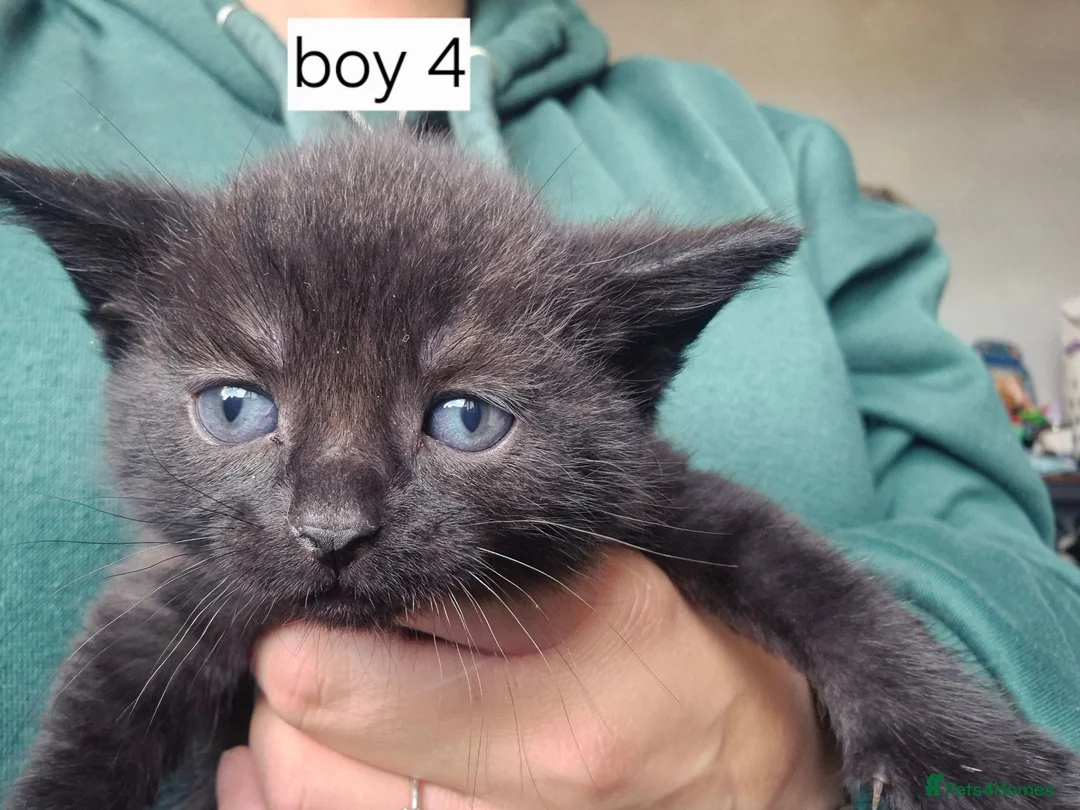 Mixed Breed cats for sale: Mixed breed kittens  in Swadlincote - Advert 10