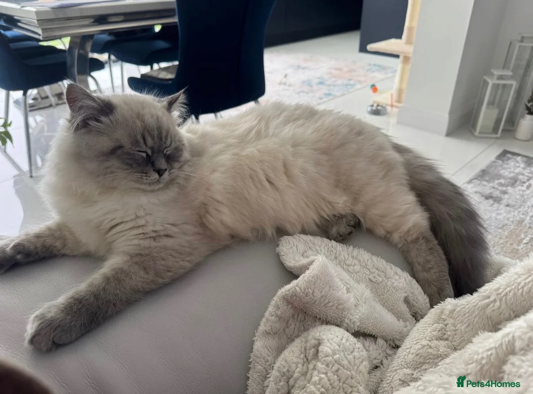 Mixed Breed cats for sale: Siberian Male cat for sale  - Advert 5