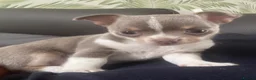 Chihuahua dogs for sale: Lilac girl in Grimsby - Advert 1
