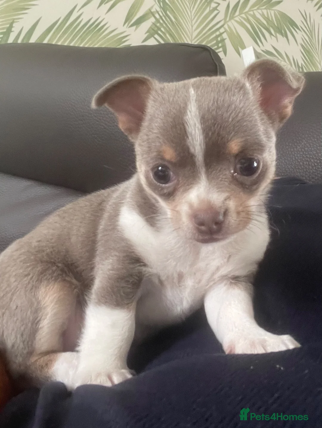 Chihuahua dogs for sale: Lilac girl in Grimsby - Advert 1
