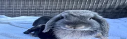 Mini Lop rabbits for sale: 4 very cute mini lops, ready for homes  - Advert 15
