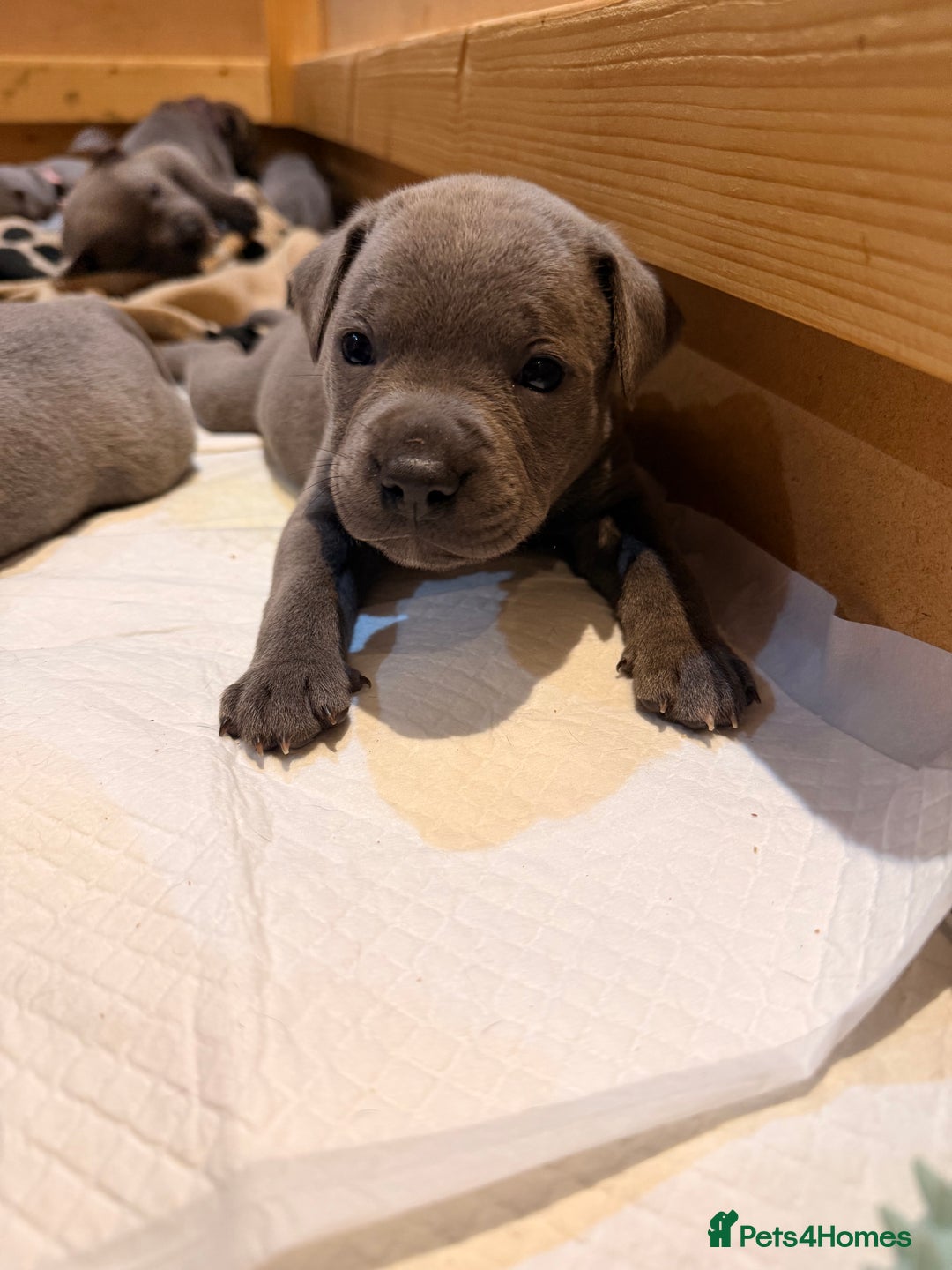 Staffordshire Bull Terrier dogs for sale: 💙Blue x Rare Fawn Staffordshire Bull Terrier Pups - Advert 6