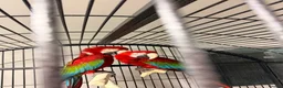 Macaws birds for sale: Macaws  - Advert 2