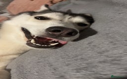Siberian Husky dogs for sale: Beautiful Husky Needs a Loving Home  - Image 3