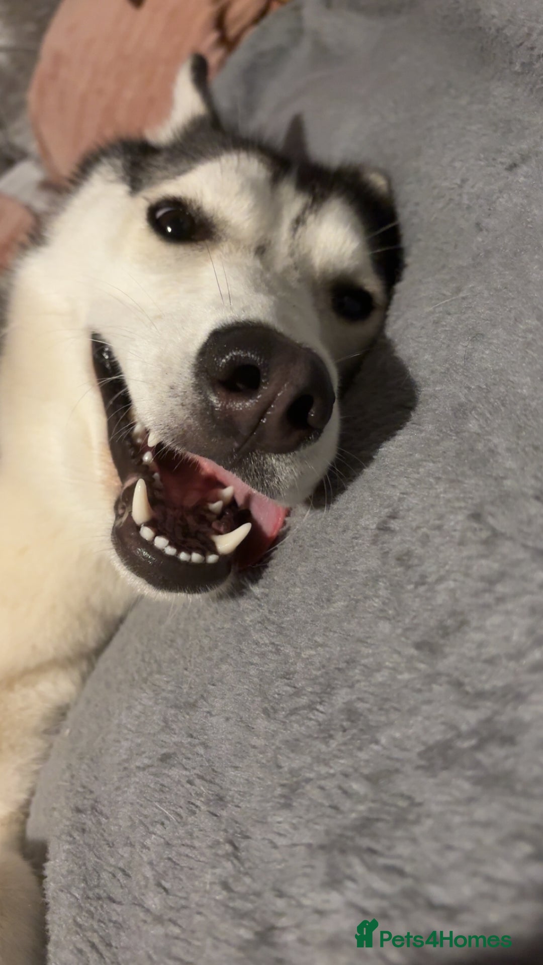 Siberian Husky dogs for sale: Beautiful Husky Needs a Loving Home  - Image 3