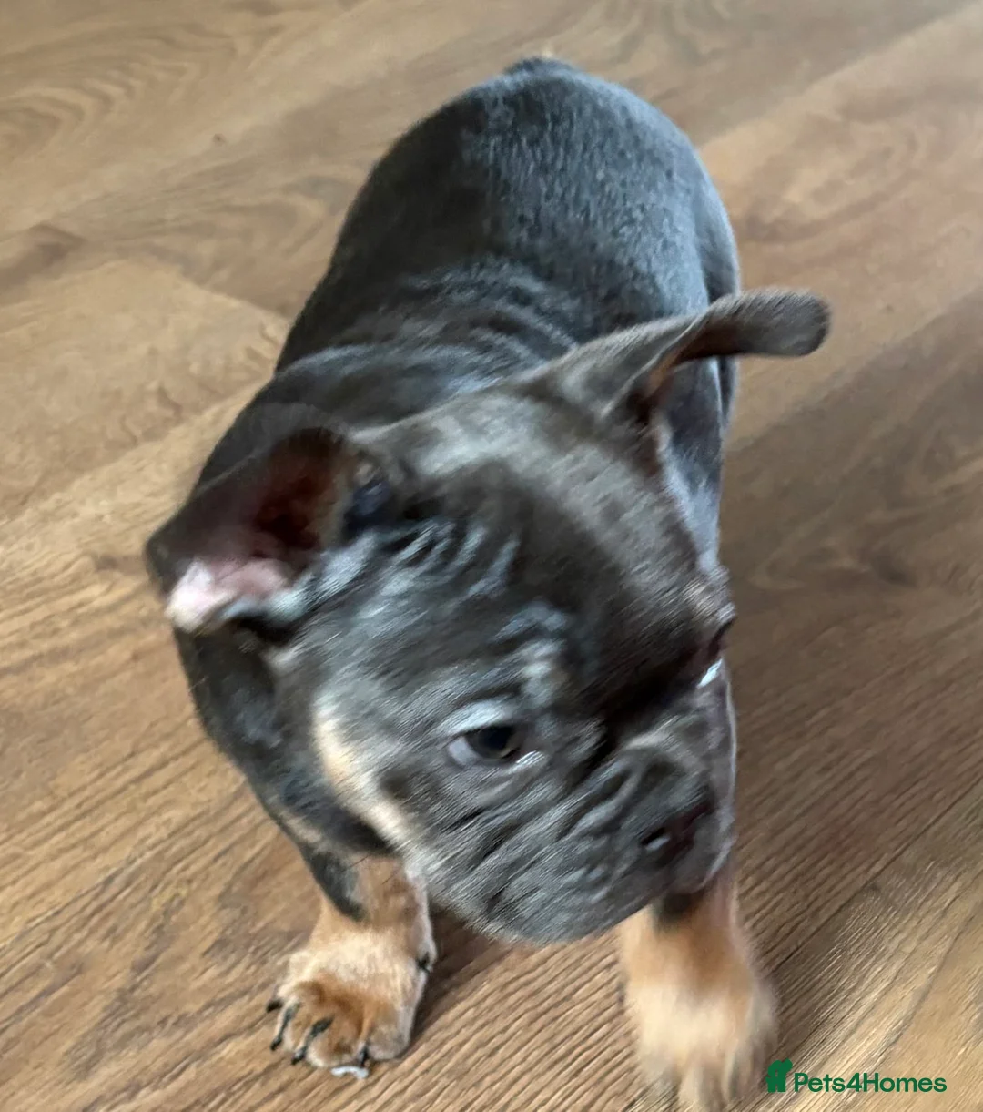 French Bulldog dogs for sale: mrs karen  - Advert 8