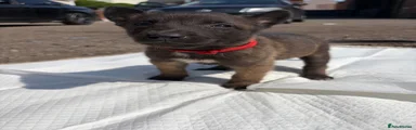 Belgian Shepherd Dog 4