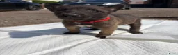 Belgian Shepherd Dog dogs for sale: Mali puppies  in Bishop Auckland - Advert 15
