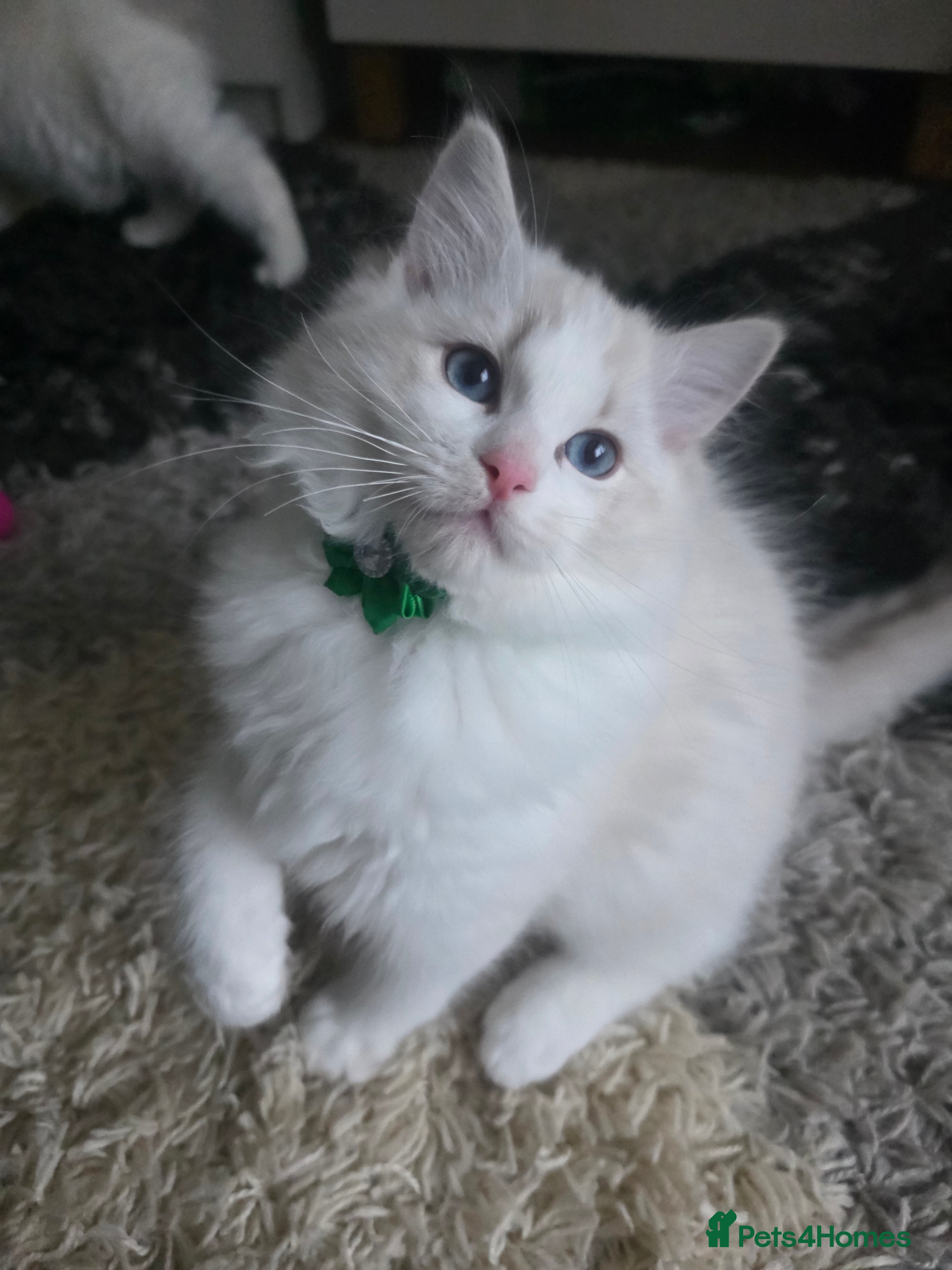 Ragdoll cats 💕GCCF registered ragdoll kittens💕 - Advert 3